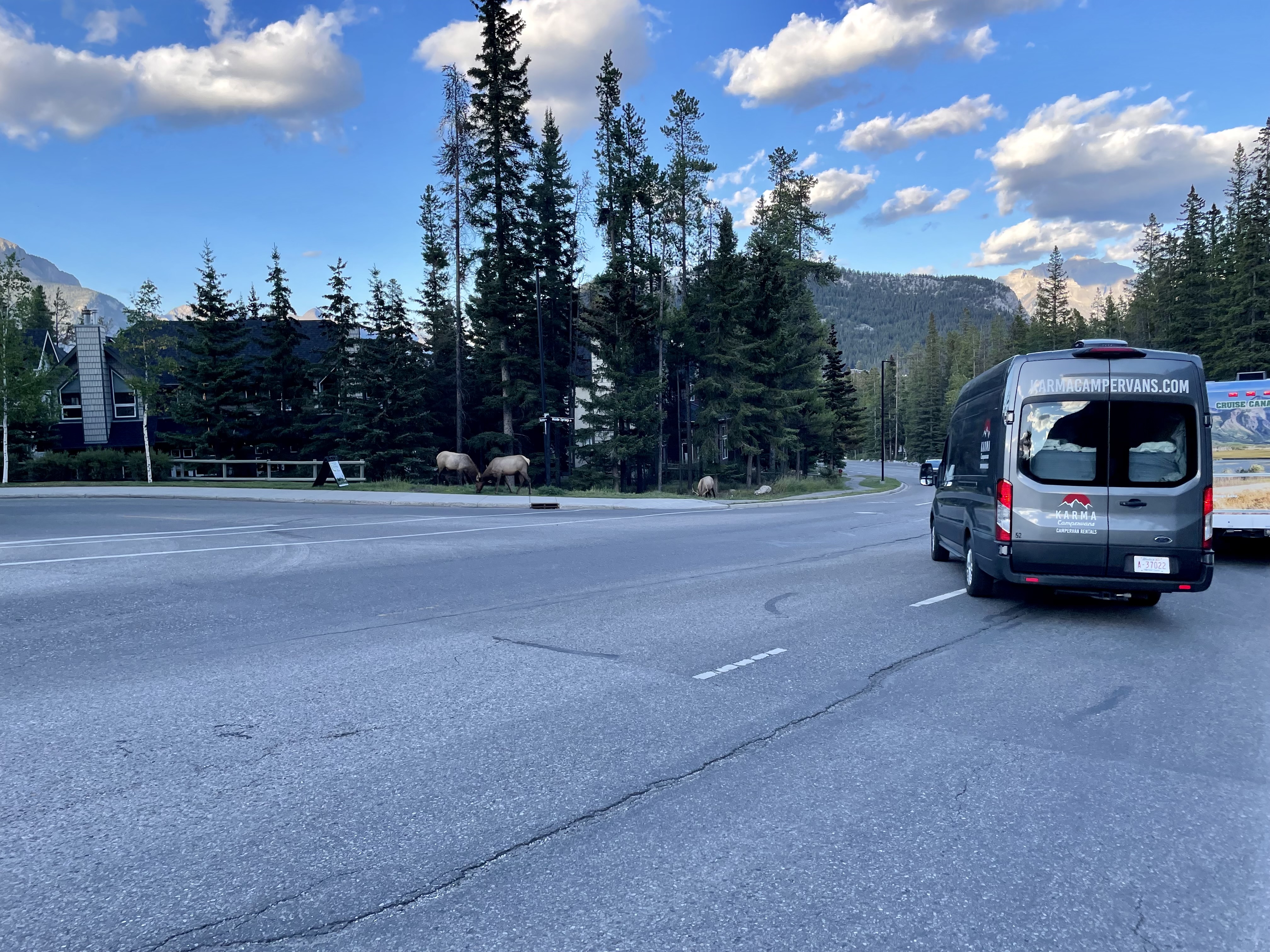 elks in een woonwijk