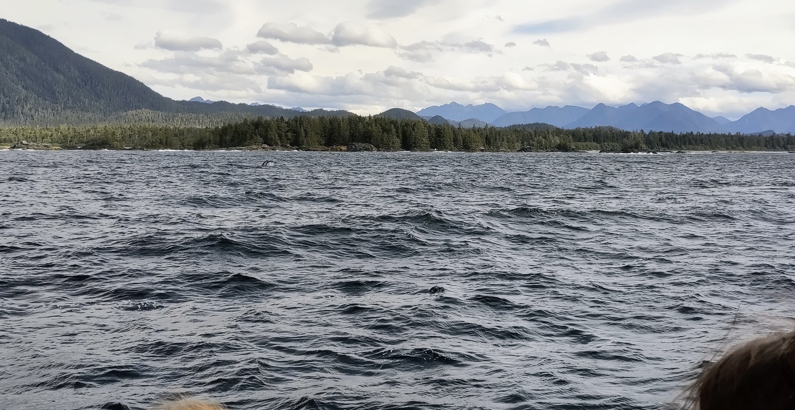 een walvisstaart als je goed kijkt