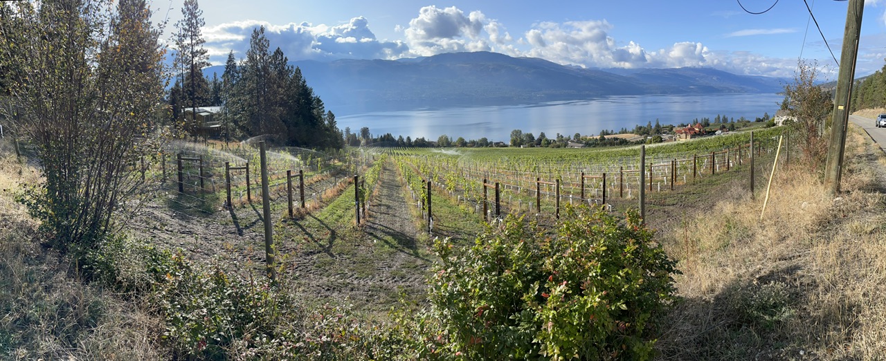 panorama van het meer bij eerste wijngaard