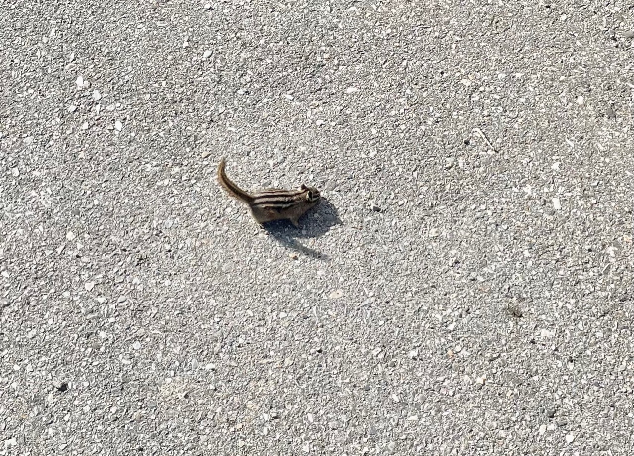 knabbel zoekt kruimels