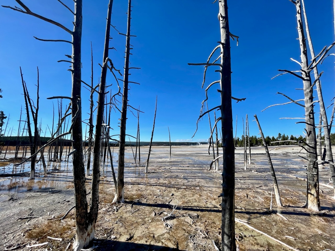 dode bomen bij  fountain paint pots
