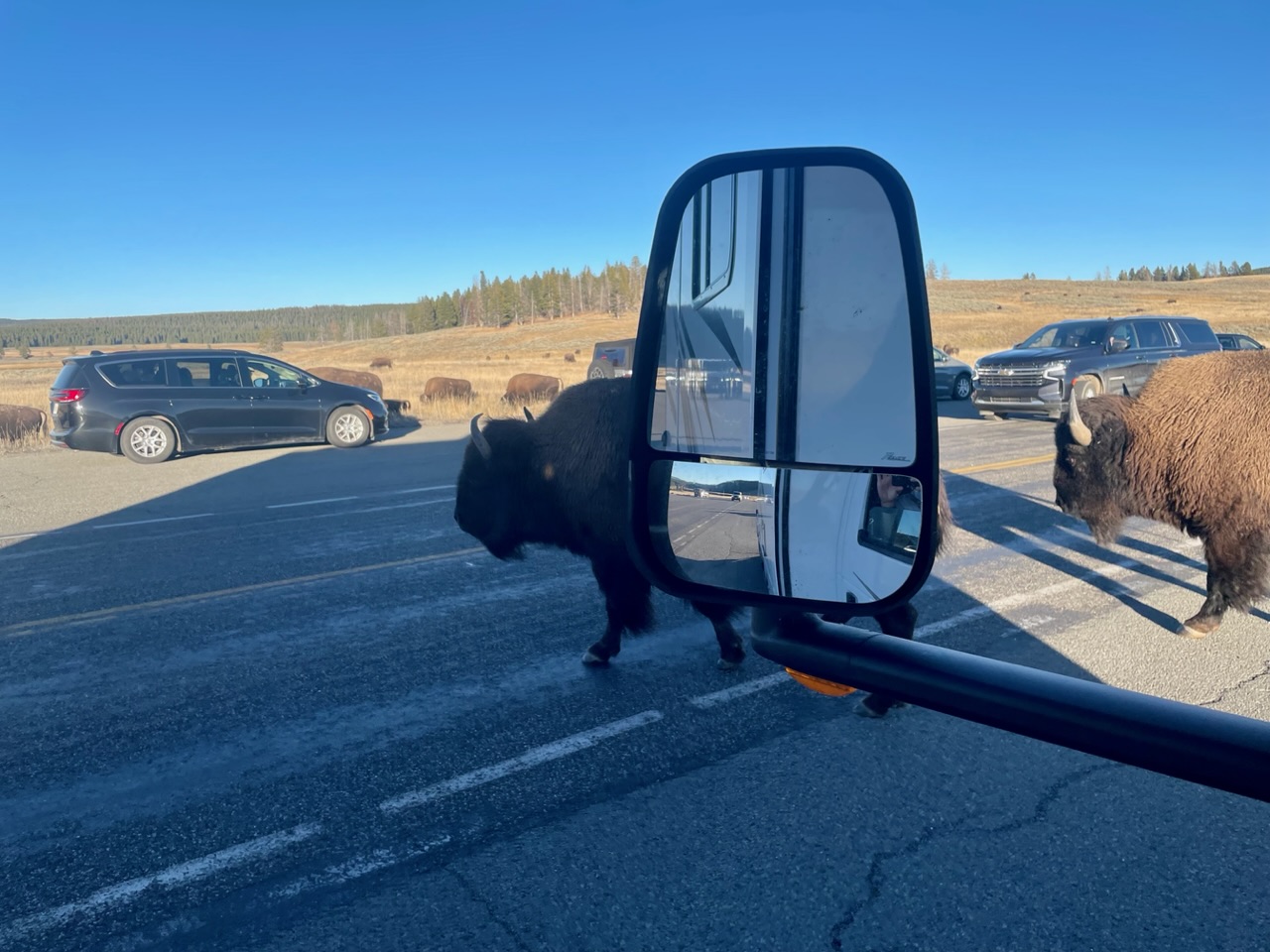 grote bzions achter de auto spiegel