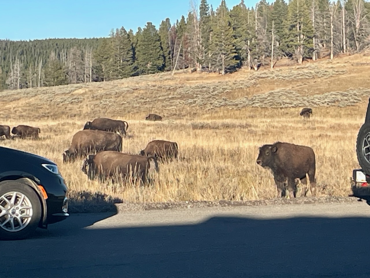 kleine bizon bij de weg