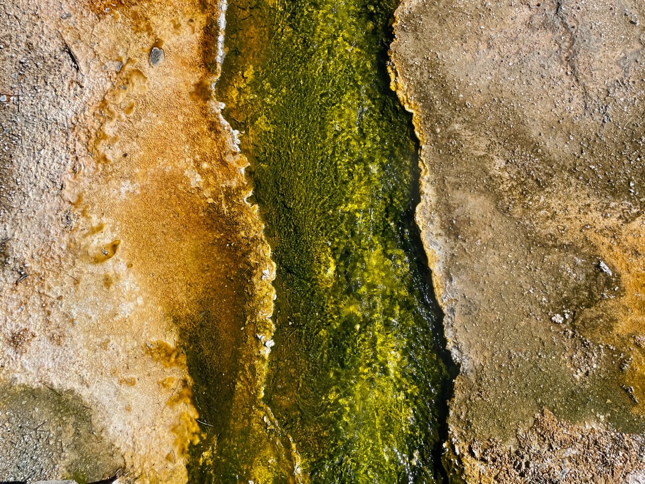 groen algen beekje bij west thumb geyser