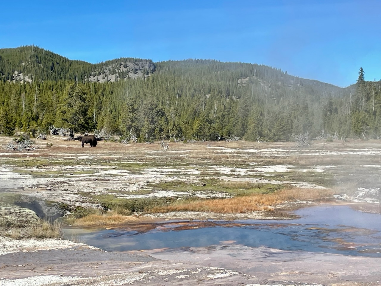 bison bij biscuit basin