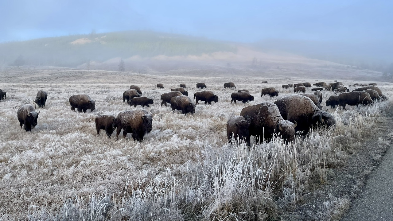Bisons met rijp 2