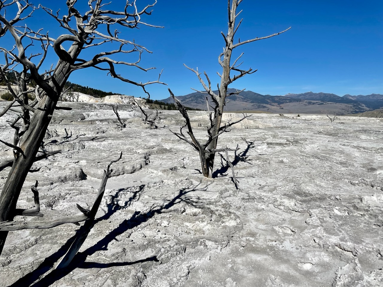Mammoth Basin verkalkte bomen