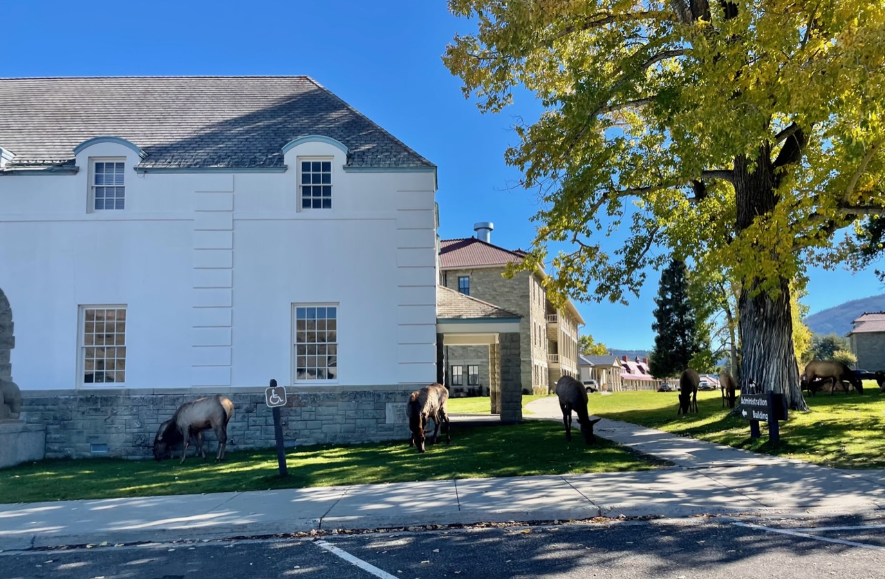 Elks bij postkantoor