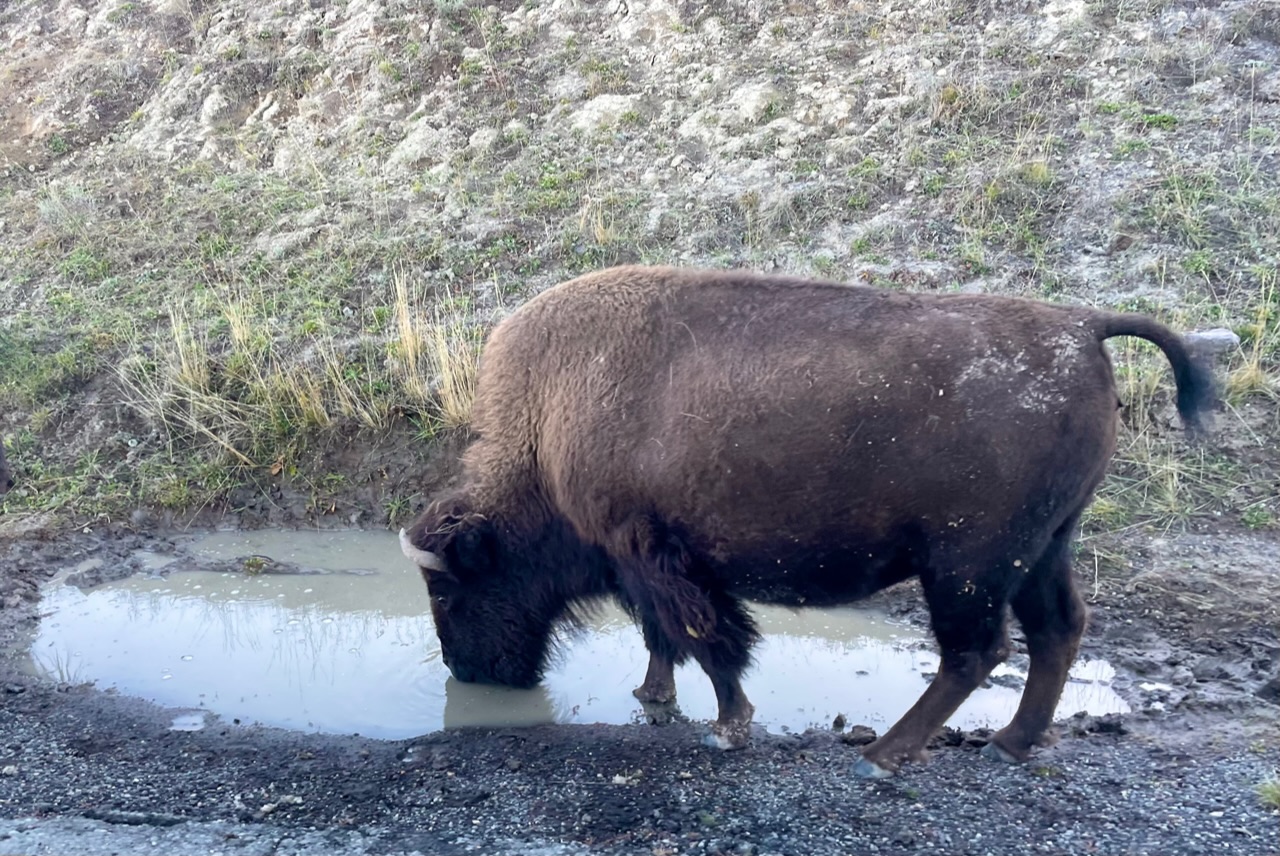 Bison drinkt uit plas