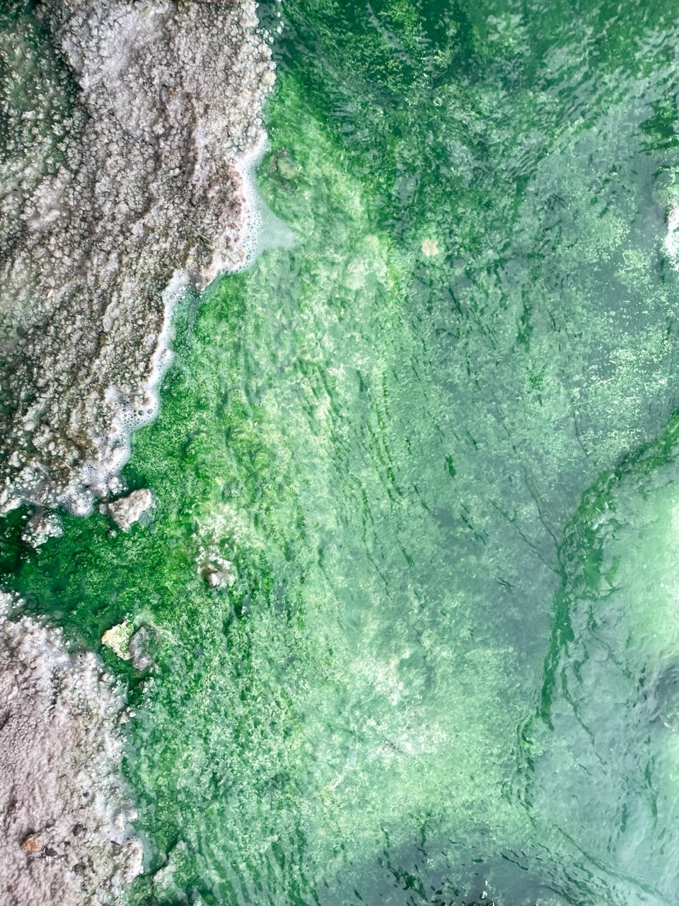 Grijs groen roalds nieuwe telefoonachtergrond