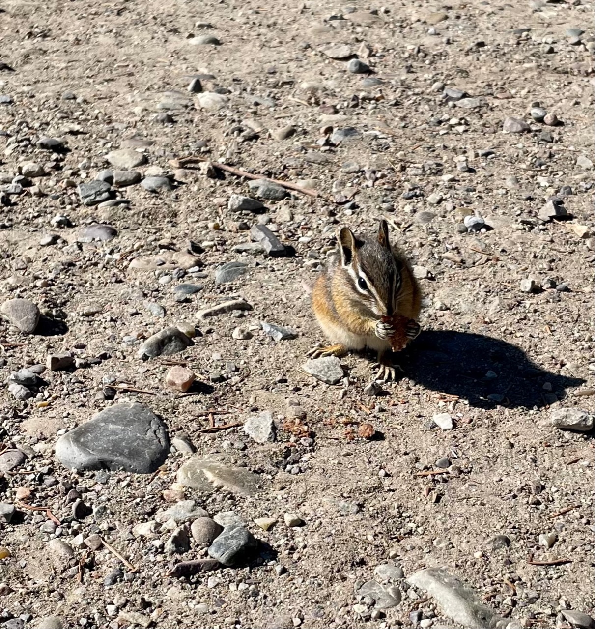 chipmunk heeft wat lekkers