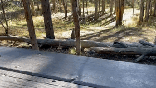 Ies en Ro in de VS (en Canada)