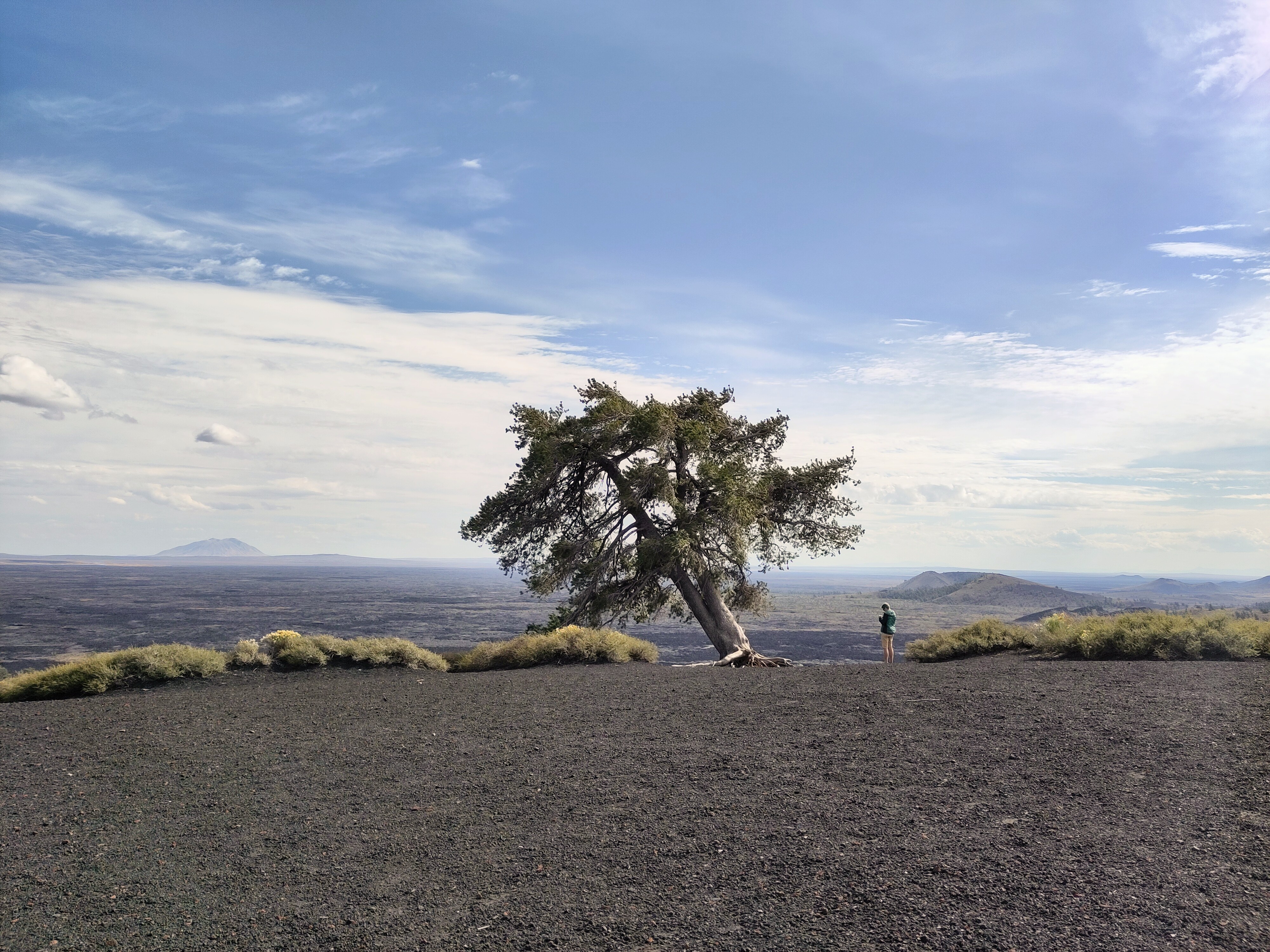 Ro en boom op krater