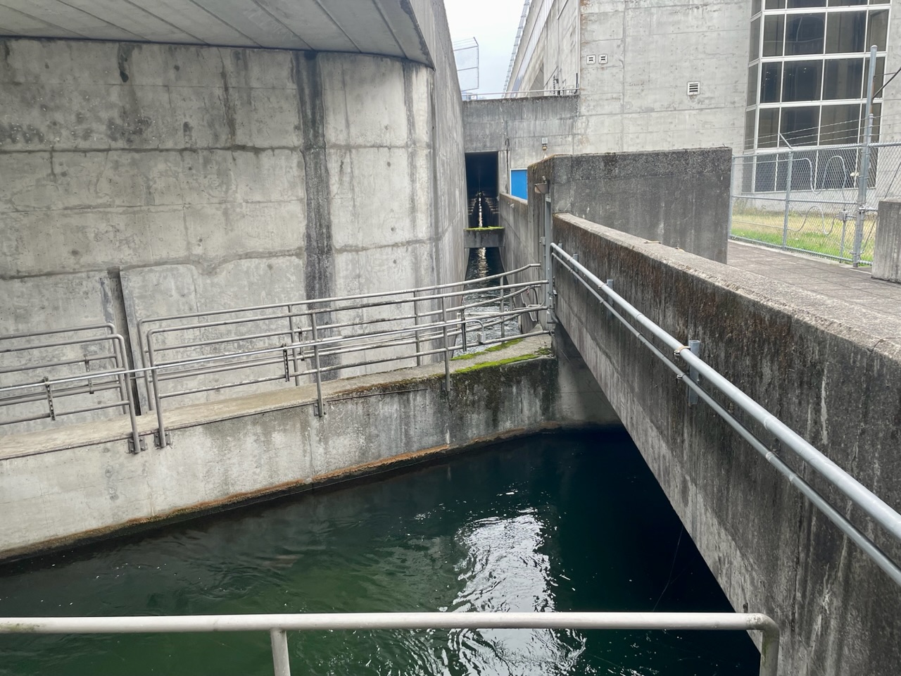 Ies en Ro in de VS (en Canada)