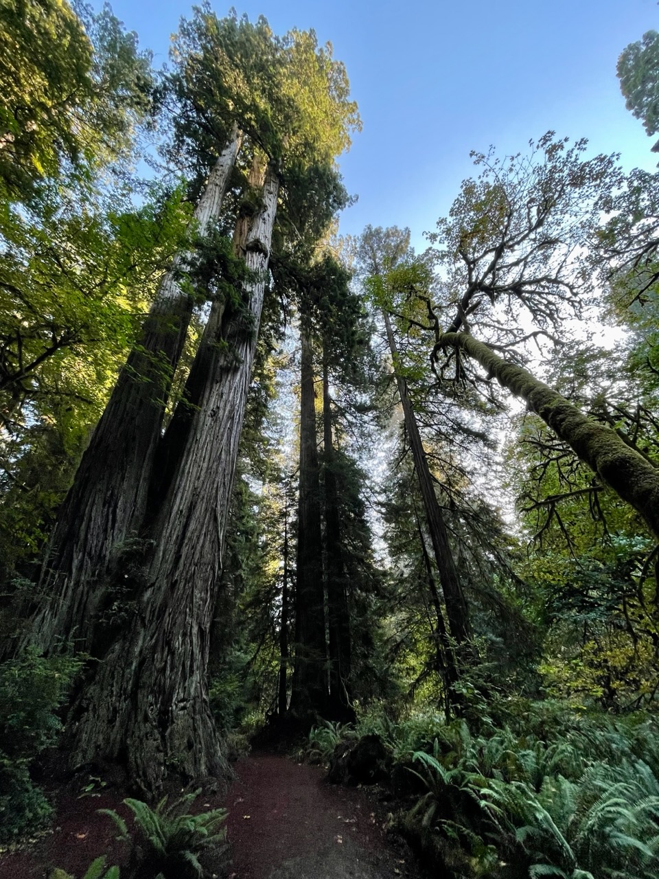 redwoods
