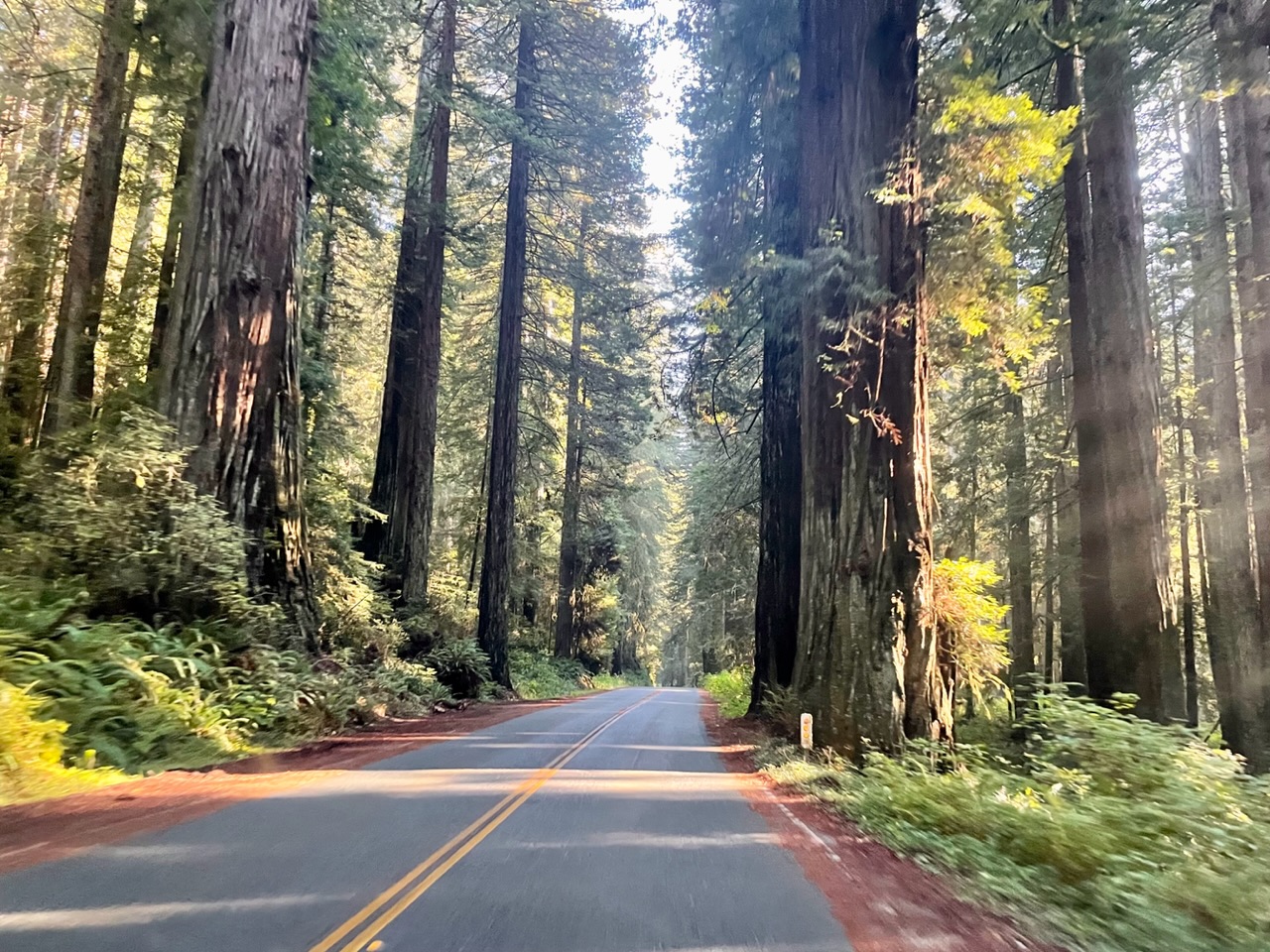 weggetje door de redwoods