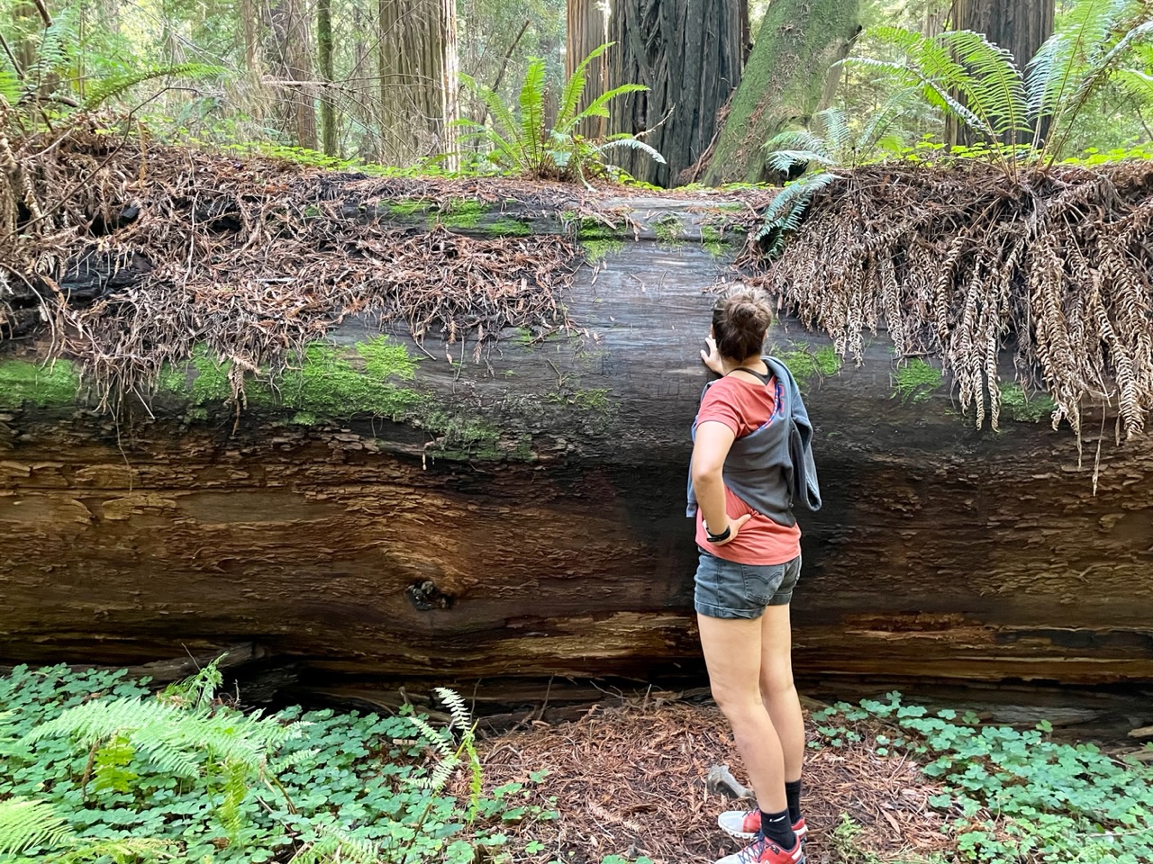 ies bij een omgevallen boom