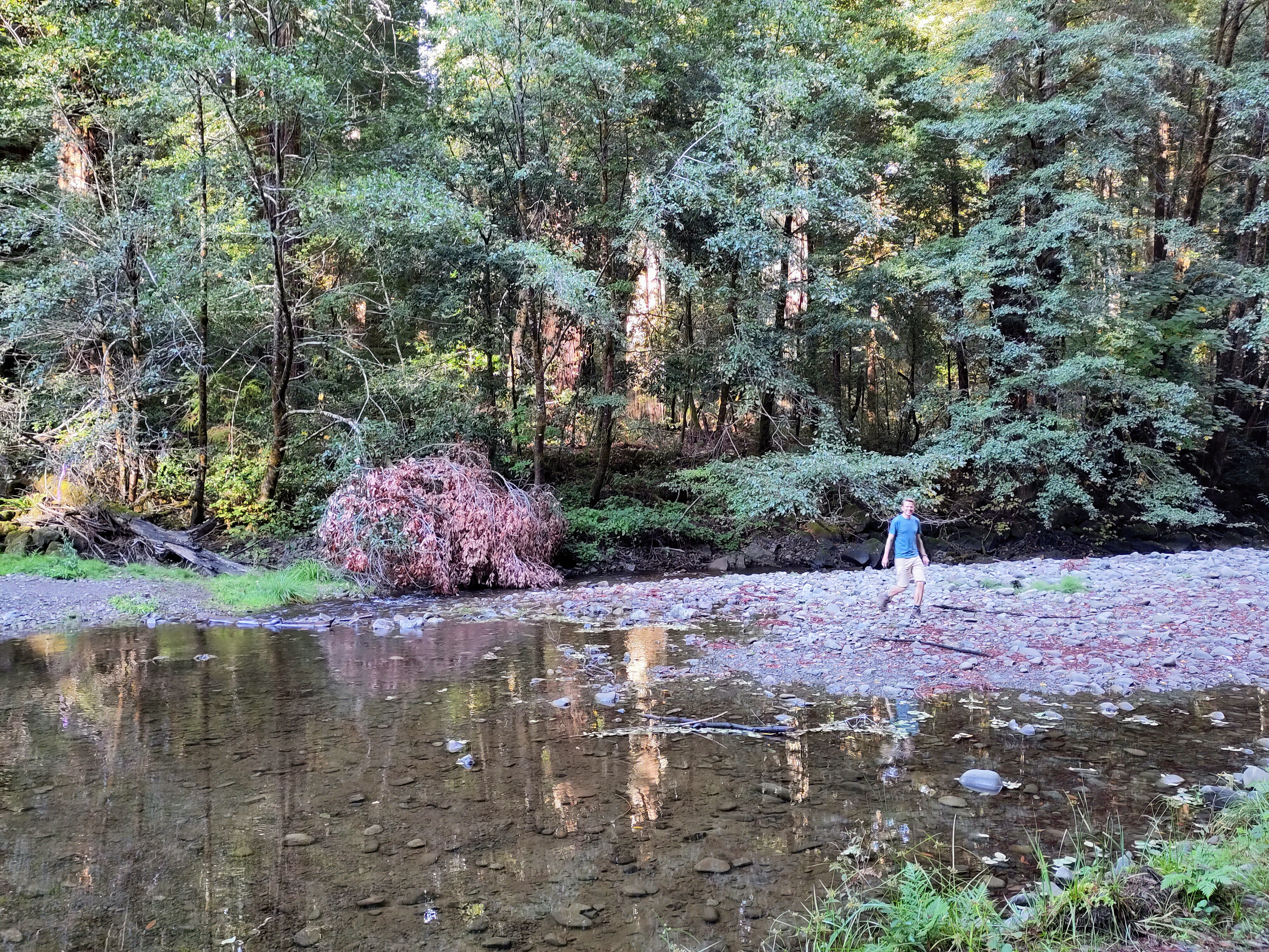 Roald beekje redwoods