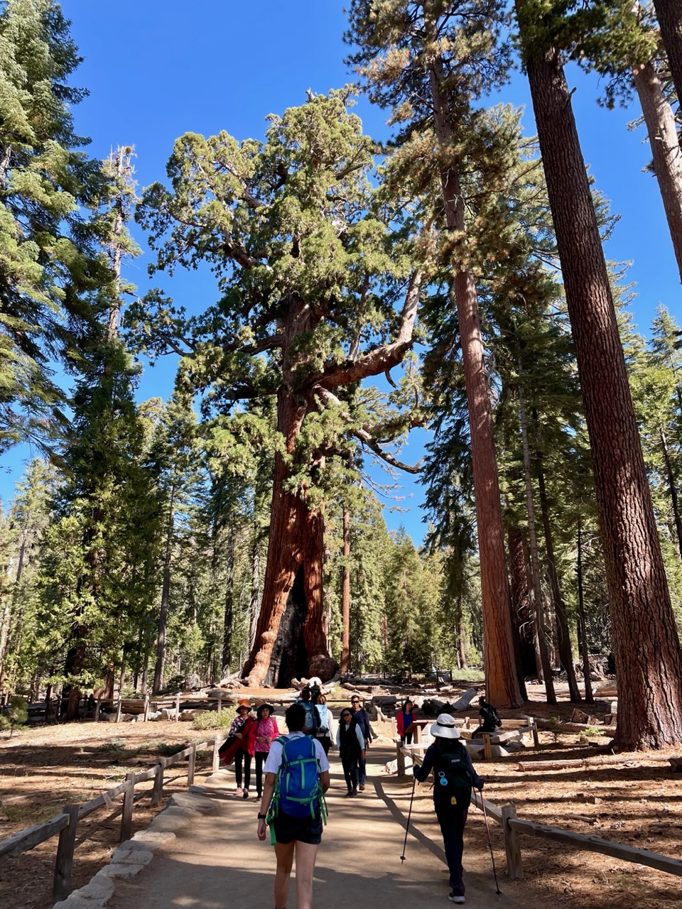 Grizzly giant sequoia