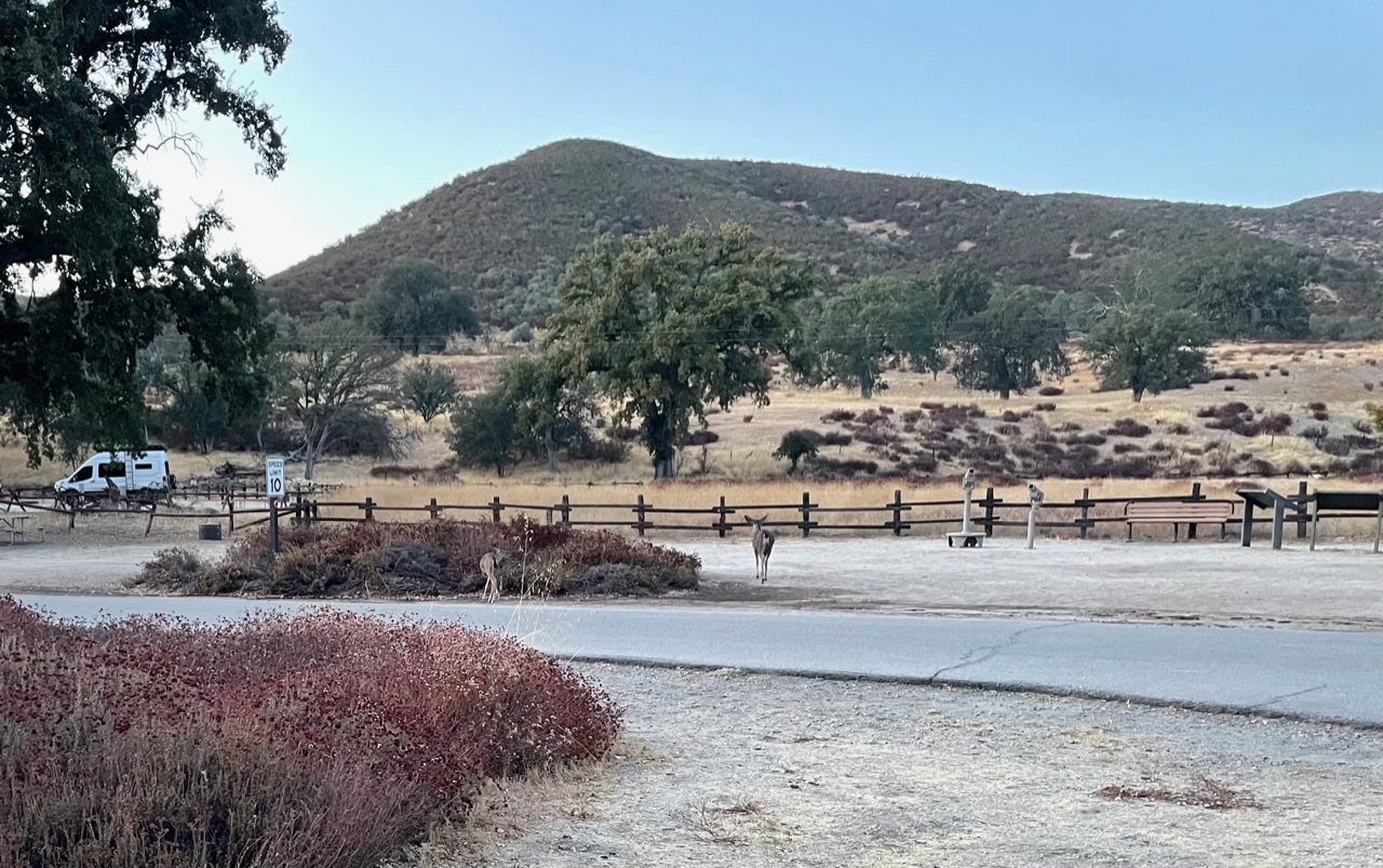 Hertje op pinnacles camping