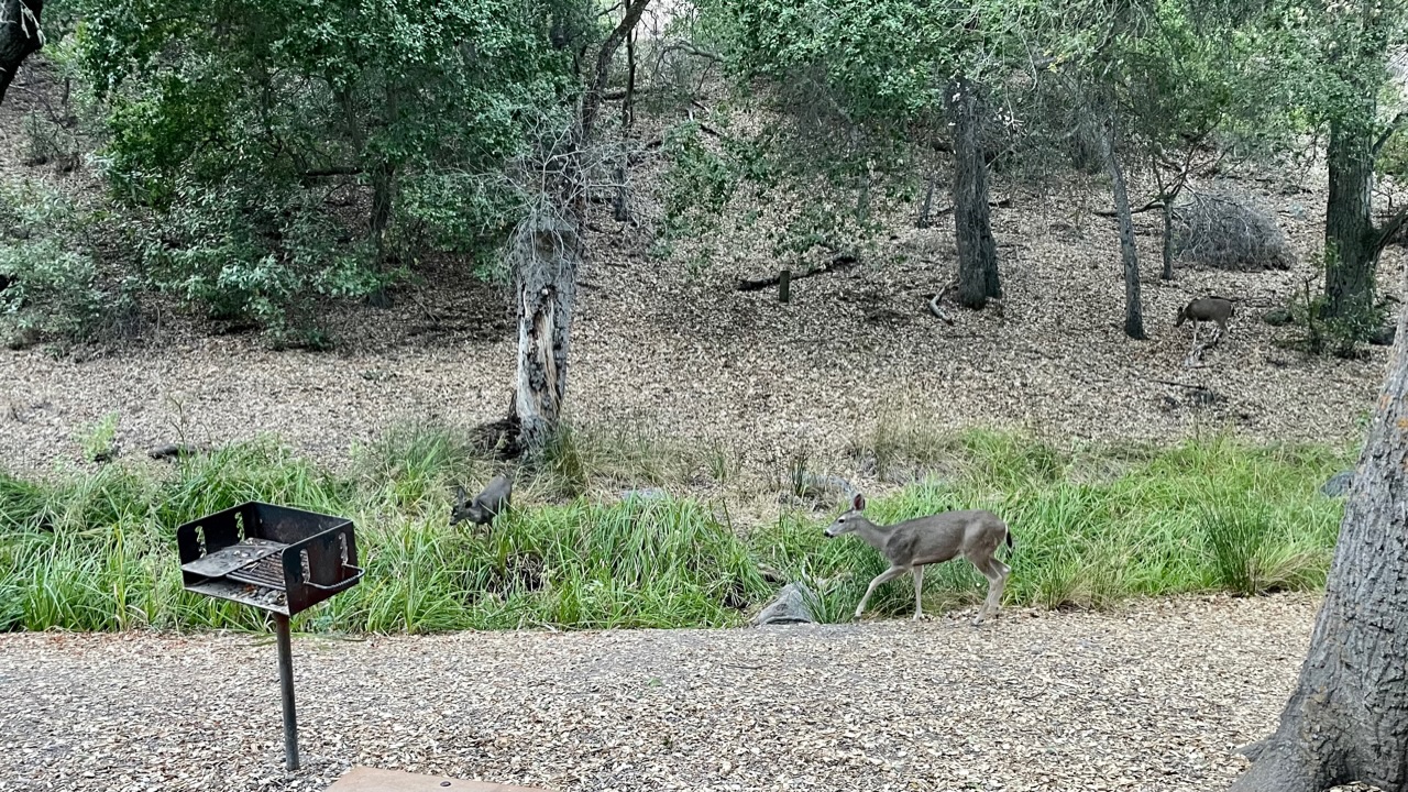 Hertjes in pinnacles park