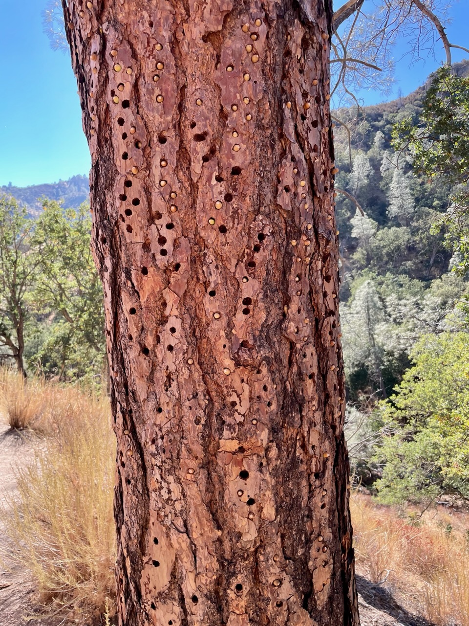 Boom met gaten en eikeltjes